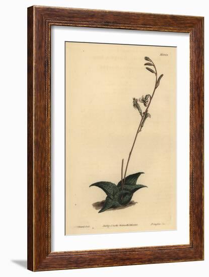 Haworthia Venosa (Recurved Aloe, Aloe Recurva)-Sydenham Teast Edwards-Framed Giclee Print