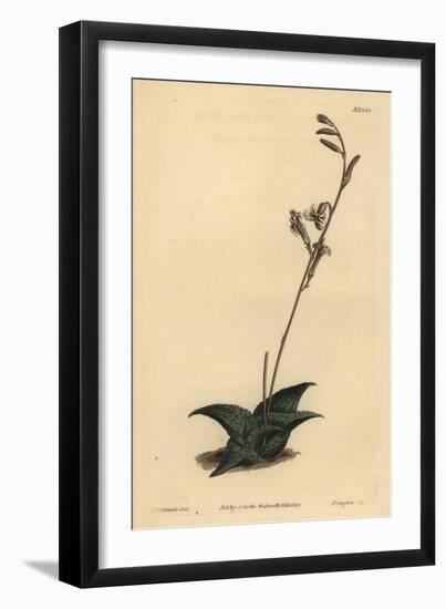 Haworthia Venosa (Recurved Aloe, Aloe Recurva)-Sydenham Teast Edwards-Framed Giclee Print
