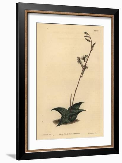 Haworthia Venosa (Recurved Aloe, Aloe Recurva)-Sydenham Teast Edwards-Framed Giclee Print