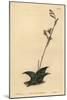 Haworthia Venosa (Recurved Aloe, Aloe Recurva)-Sydenham Teast Edwards-Mounted Giclee Print