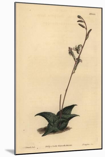 Haworthia Venosa (Recurved Aloe, Aloe Recurva)-Sydenham Teast Edwards-Mounted Giclee Print