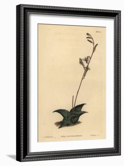 Haworthia Venosa (Recurved Aloe, Aloe Recurva)-Sydenham Teast Edwards-Framed Giclee Print