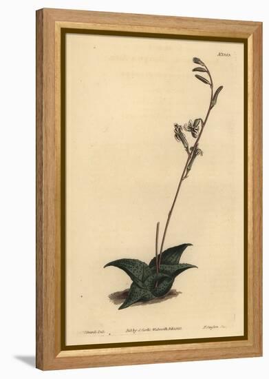 Haworthia Venosa (Recurved Aloe, Aloe Recurva)-Sydenham Teast Edwards-Framed Premier Image Canvas