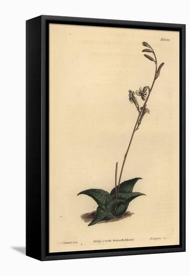 Haworthia Venosa (Recurved Aloe, Aloe Recurva)-Sydenham Teast Edwards-Framed Premier Image Canvas