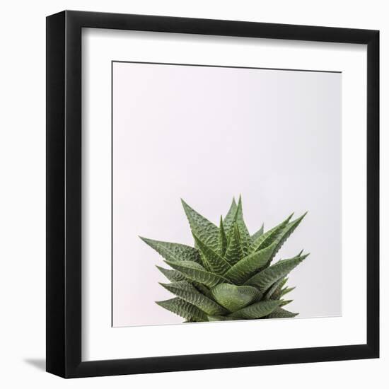 Haworthia-Assaf Frank-Framed Giclee Print