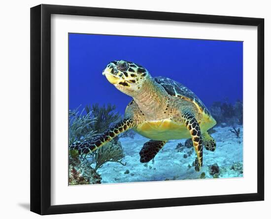 Hawskbill Turtle On Caribbean Reef-Stocktrek Images-Framed Photographic Print