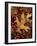 Hawthorn berries and Black Oak leaf, Spokane County, Washington, USA-Charles Gurche-Framed Photographic Print