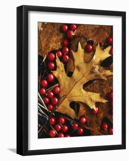 Hawthorn berries and Black Oak leaf, Spokane County, Washington, USA-Charles Gurche-Framed Photographic Print