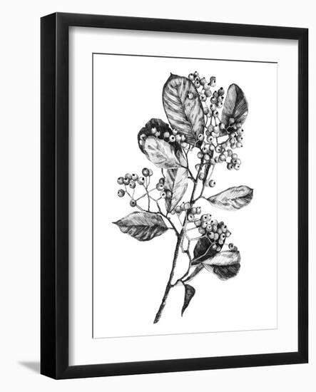Hawthorn Berry Branch I-Emma Scarvey-Framed Art Print