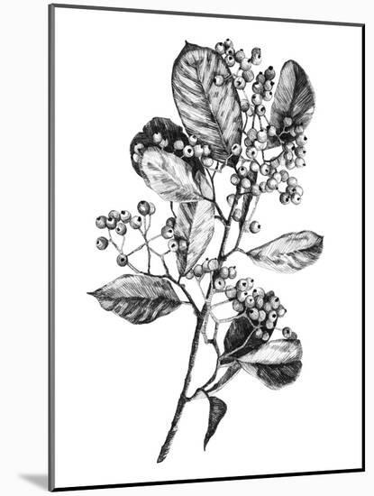 Hawthorn Berry Branch I-Emma Scarvey-Mounted Art Print