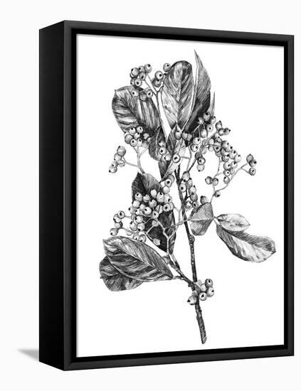 Hawthorn Berry Branch II-Emma Scarvey-Framed Stretched Canvas