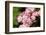 Hawthorn blossom, pink form, Wiltshire, UK-Nick Upton-Framed Photographic Print