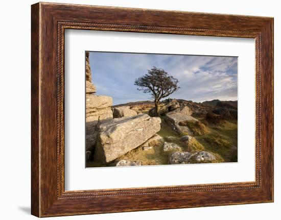 Hawthorn tree and granite outcrop, Saddle Tor, Dartmoor, UK-Ross Hoddinott / 2020VISION-Framed Photographic Print