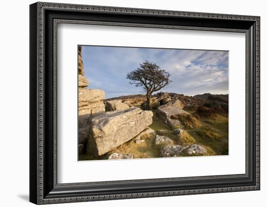 Hawthorn tree and granite outcrop, Saddle Tor, Dartmoor, UK-Ross Hoddinott / 2020VISION-Framed Photographic Print
