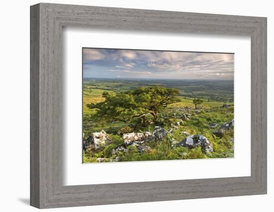 Hawthorn Trees on Dartmoor Moorland in Summer Time, Devon, England. July-Adam Burton-Framed Photographic Print