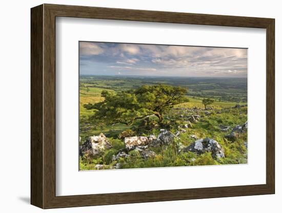 Hawthorn Trees on Dartmoor Moorland in Summer Time, Devon, England. July-Adam Burton-Framed Photographic Print