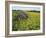 Hay Bale in Sunflowers Field, Bluegrass Region, Kentucky, USA-Adam Jones-Framed Photographic Print