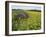 Hay Bale in Sunflowers Field, Bluegrass Region, Kentucky, USA-Adam Jones-Framed Photographic Print