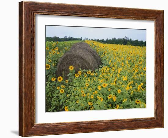 Hay Bale in Sunflowers Field, Bluegrass Region, Kentucky, USA-Adam Jones-Framed Photographic Print