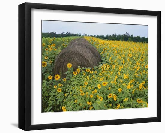 Hay Bale in Sunflowers Field, Bluegrass Region, Kentucky, USA-Adam Jones-Framed Photographic Print