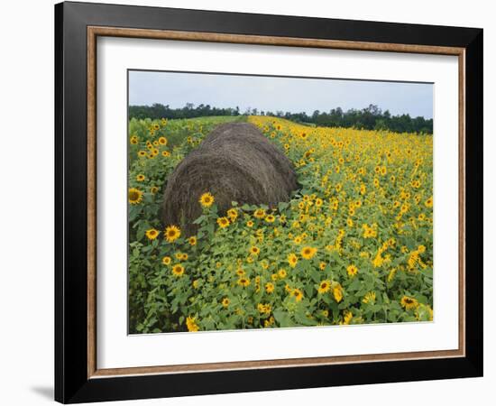 Hay Bale in Sunflowers Field, Bluegrass Region, Kentucky, USA-Adam Jones-Framed Photographic Print