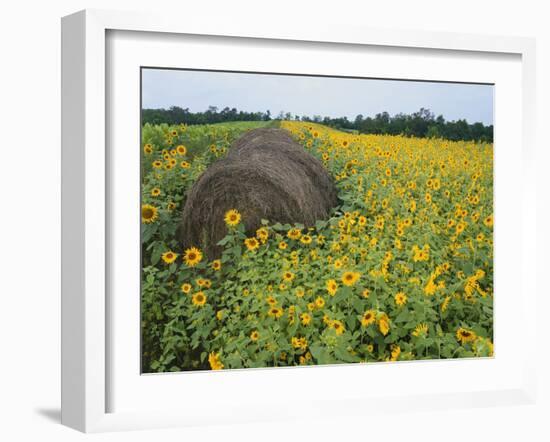 Hay Bale in Sunflowers Field, Bluegrass Region, Kentucky, USA-Adam Jones-Framed Photographic Print