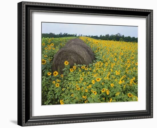 Hay Bale in Sunflowers Field, Bluegrass Region, Kentucky, USA-Adam Jones-Framed Photographic Print