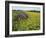 Hay Bale in Sunflowers Field, Bluegrass Region, Kentucky, USA-Adam Jones-Framed Photographic Print