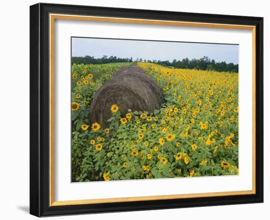 Hay Bale in Sunflowers Field, Bluegrass Region, Kentucky, USA-Adam Jones-Framed Photographic Print