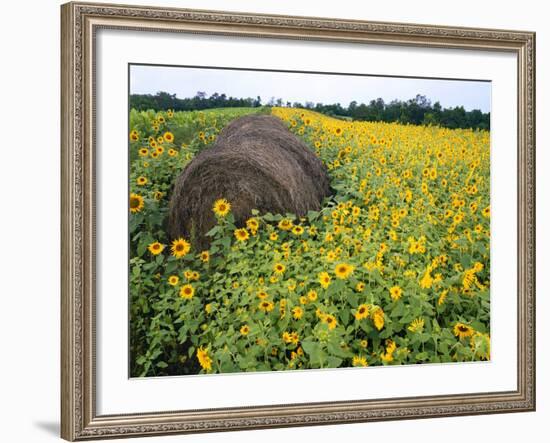 Hay Bale in Sunflowers Field, Bluegrass Region, Kentucky, Usa-Adam Jones-Framed Photographic Print