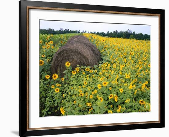 Hay Bale in Sunflowers Field, Bluegrass Region, Kentucky, Usa-Adam Jones-Framed Photographic Print