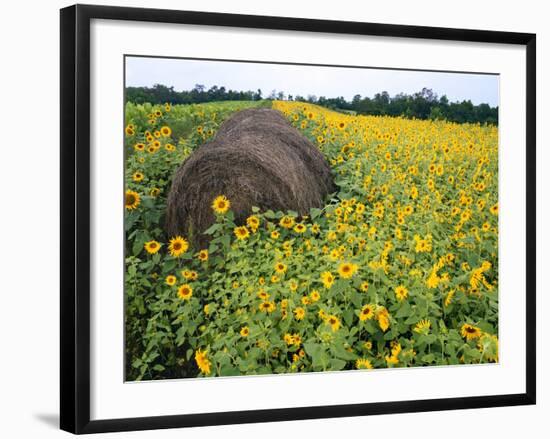 Hay Bale in Sunflowers Field, Bluegrass Region, Kentucky, Usa-Adam Jones-Framed Photographic Print