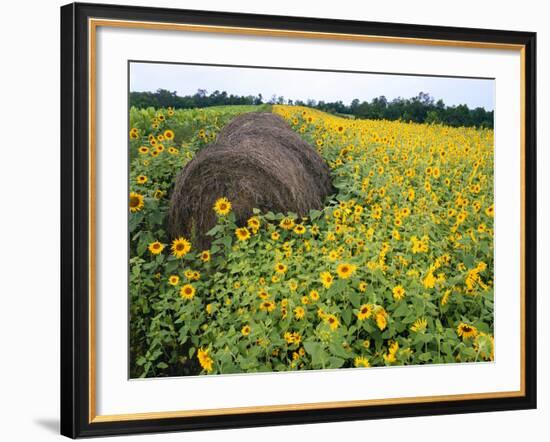 Hay Bale in Sunflowers Field, Bluegrass Region, Kentucky, Usa-Adam Jones-Framed Photographic Print