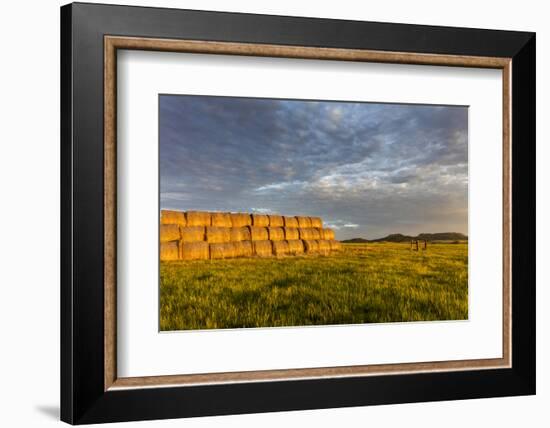 Hay Bales and Chalk Buttes Receive Beautiful Morning Light Near Ekalaka, Montana, Usa-Chuck Haney-Framed Photographic Print