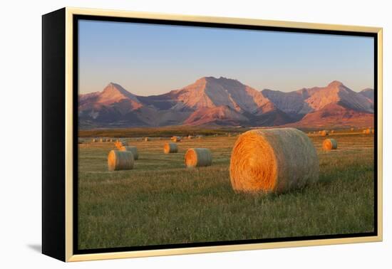 Hay Bales in a Field with the Rocky Mountains in the Background, Near Twin Butte, Alberta, Canada-Miles Ertman-Framed Premier Image Canvas