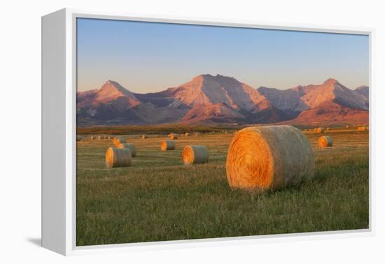Hay Bales in a Field with the Rocky Mountains in the Background, Near Twin Butte, Alberta, Canada-Miles Ertman-Framed Premier Image Canvas
