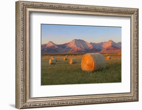 Hay Bales in a Field with the Rocky Mountains in the Background, Near Twin Butte, Alberta, Canada-Miles Ertman-Framed Photographic Print