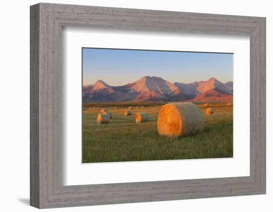 Hay Bales in a Field with the Rocky Mountains in the Background, Near Twin Butte, Alberta, Canada-Miles Ertman-Framed Photographic Print