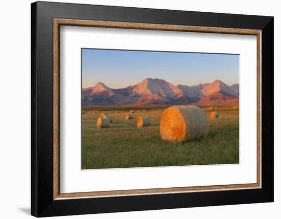 Hay Bales in a Field with the Rocky Mountains in the Background, Near Twin Butte, Alberta, Canada-Miles Ertman-Framed Photographic Print