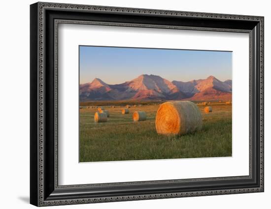 Hay Bales in a Field with the Rocky Mountains in the Background, Near Twin Butte, Alberta, Canada-Miles Ertman-Framed Photographic Print