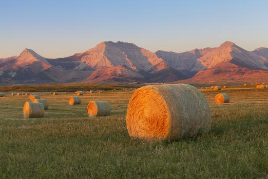 Hay Bales In A Field With The Rocky Mountains In The Background Near Twin Butte Alberta Canada Photographic Print Miles Ertman Art Com Hay Bales In A Field With The Rocky Mountains In The Background Near Twin Butte Alberta Canada Photographic Print Miles Ertman Art Com
