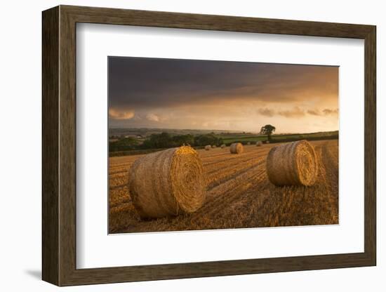 Hay Bales in a Ploughed Field at Sunset, Eastington, Devon, England. Summer (August)-Adam Burton-Framed Photographic Print