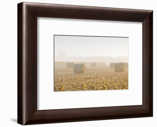 Hay bales in field on foggy morning, Marion County, Illinois-Richard & Susan Day-Framed Photographic Print