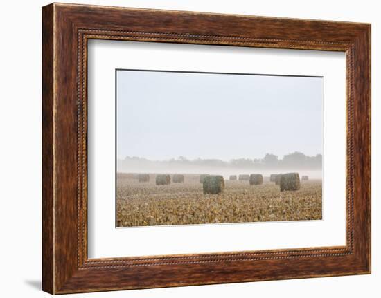 Hay bales in field on foggy morning. Marion County, Illinois.-Richard & Susan Day-Framed Photographic Print