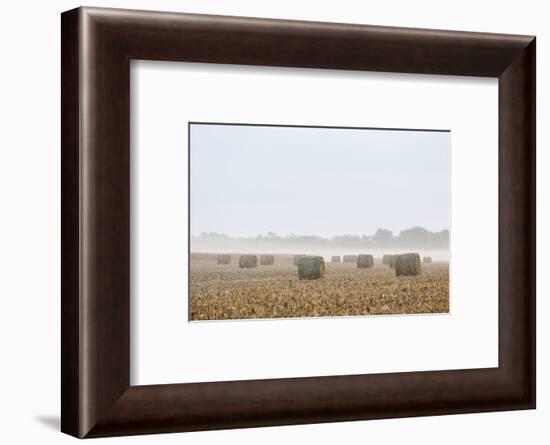 Hay bales in field on foggy morning. Marion County, Illinois.-Richard & Susan Day-Framed Photographic Print