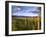 Hay Bales in Field, Whitefish, Montana, USA-Chuck Haney-Framed Photographic Print