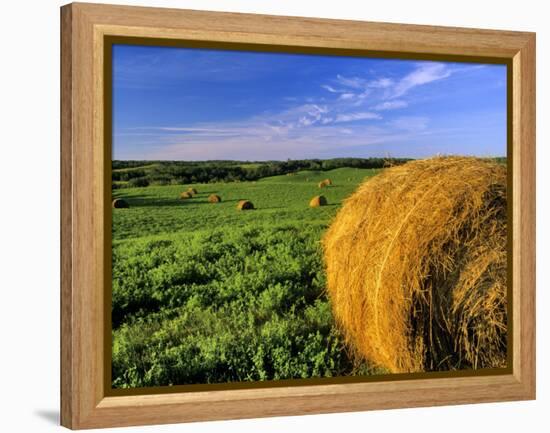 Hay Bales near Bottineau, North Dakota, USA-Chuck Haney-Framed Premier Image Canvas