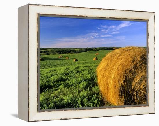 Hay Bales near Bottineau, North Dakota, USA-Chuck Haney-Framed Premier Image Canvas