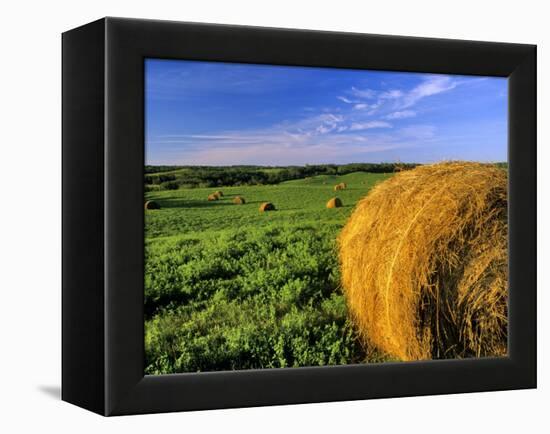 Hay Bales near Bottineau, North Dakota, USA-Chuck Haney-Framed Premier Image Canvas