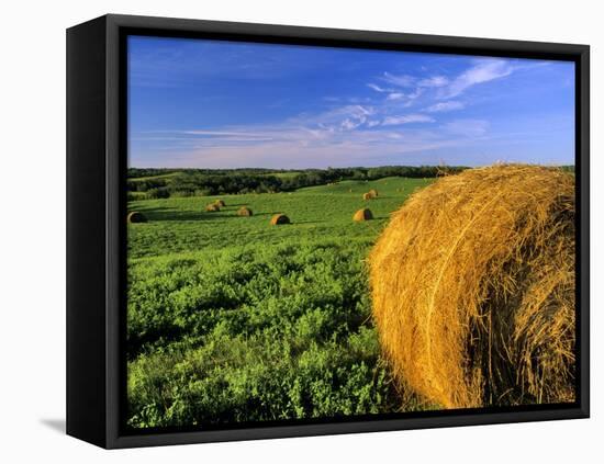 Hay Bales near Bottineau, North Dakota, USA-Chuck Haney-Framed Premier Image Canvas